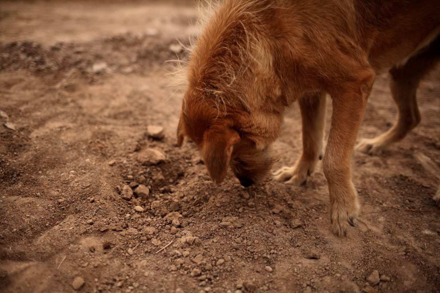 dogshelter-thailand