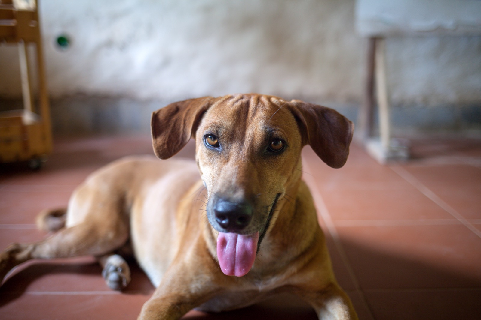 dogshelter-thailand