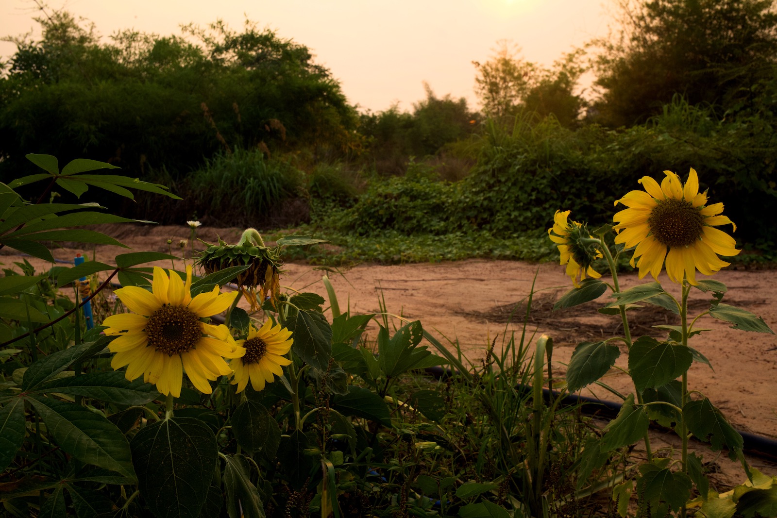 Sonnenblumen