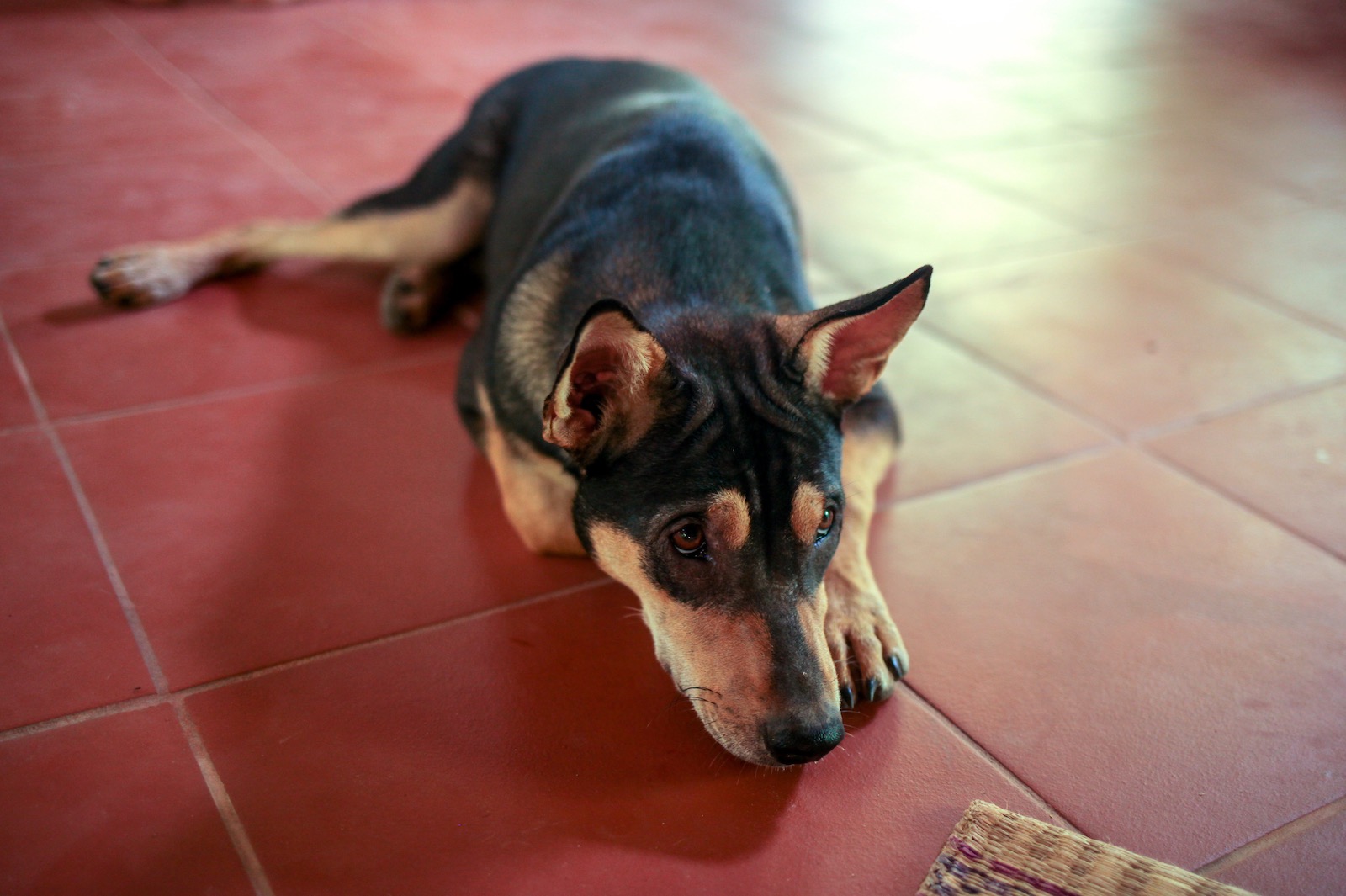 dogshelter-thailand