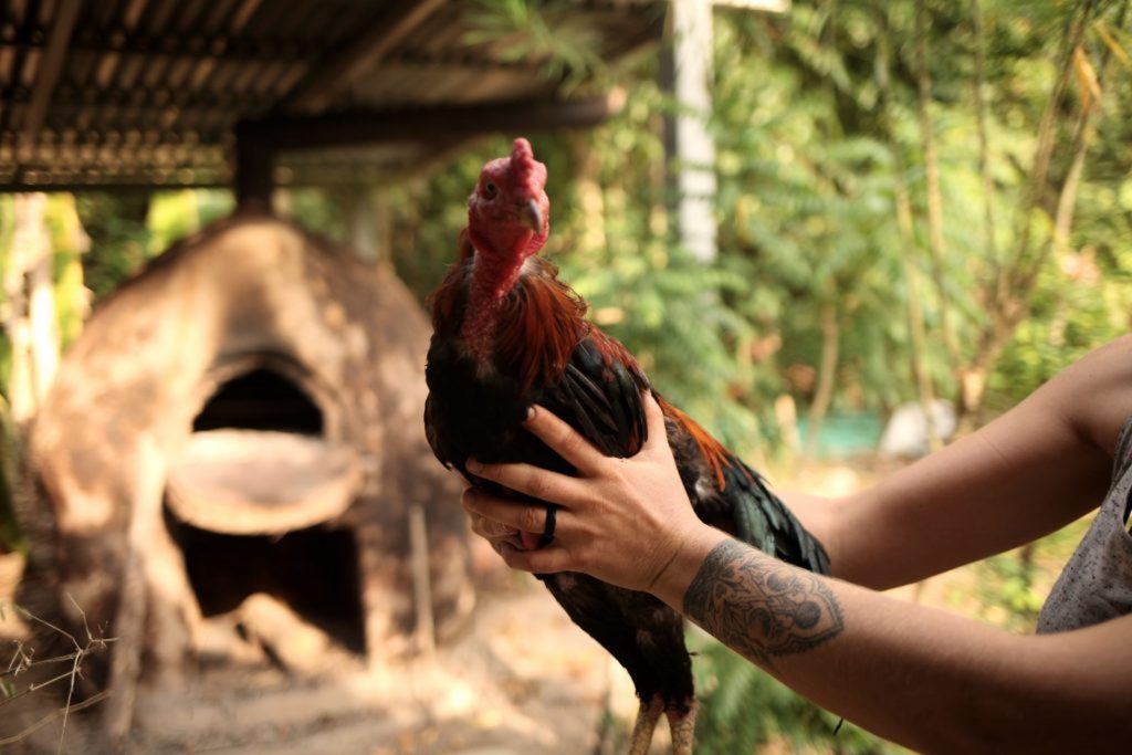 animalshelter-thailand