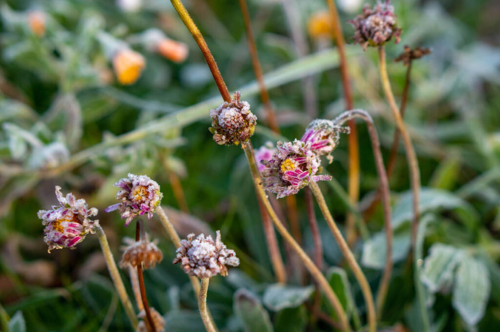 Blumenwiese